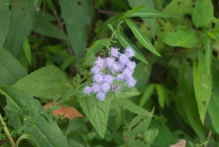 BlueMistflower
