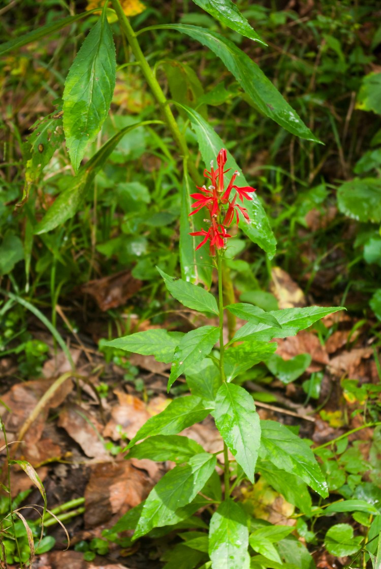 Cardinalflower