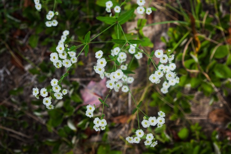 FloweringSpurge